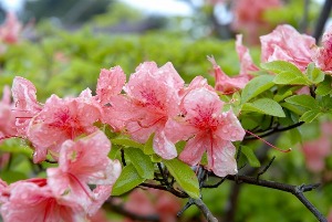 <朝大学上級編>地域プロデューサークラス~日本を地域からデザインする!~